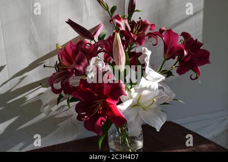 Bouquet de lys Zambési et Palazzo Stockfoto