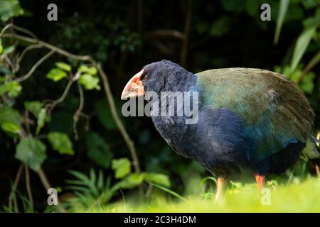 Takahe im Zealandia Wildlife Reserve, Wellington, North Island, Neuseeland Stockfoto