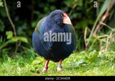 Takahe im Zealandia Wildlife Reserve, Wellington, North Island, Neuseeland Stockfoto