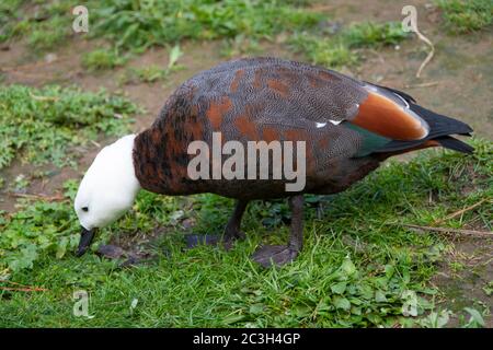 Paradies-Schelentente (Tadorna variegata) im Zealandia Wildlife Reserve, Wellington, North Island, Neuseeland Stockfoto