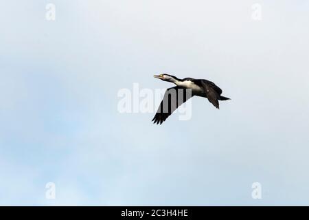 Tiershag mit Flug über Zealandia Wildreservat, Wellington, North Island, Neuseeland Stockfoto