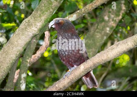 Kaka, Papagei, auf einer Zweigstelle im Zealandia Wildlife Reserve, Wellington, North Island, Neuseeland Stockfoto