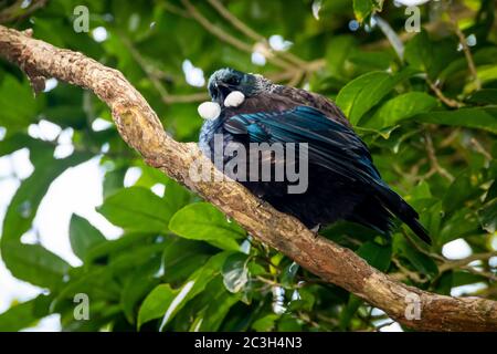 TUI thront auf einer Zweigstelle im Zealandia Wildlife Reserve, Wellington, North Island, Neuseeland Stockfoto