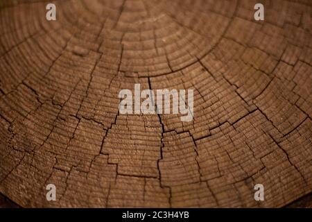 Holzhintergrund. Die Ringe des Baumes auf dem Schnitt des Holzes. Alte Holzeiche Schnittfläche. Detaillierte dunkelbraune und orange Töne eines gefällten Baumstammes oder Stockfoto