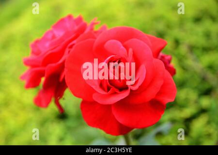 Die schöne Blume des Hügelgebietes bei Darjeeling, Westbengalen. Stockfoto