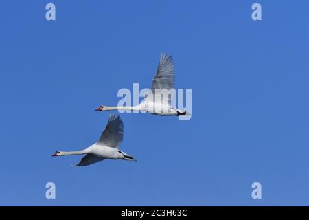 Höckerschwan im Flug Stockfoto