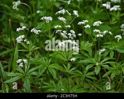 Süßer Waldmeister, wilder Babyatem, Meister des Waldes Stockfoto