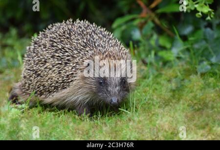 Ein in Großbritannien verbreiteter europäischer Igel. Erinaceus europaeus Stockfoto