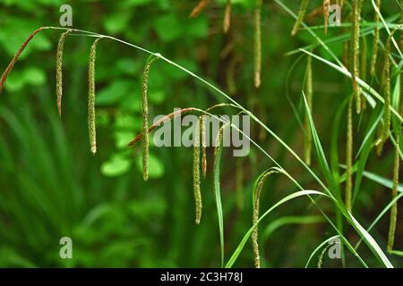 Sedge, hängende Sedge, hängende Sedge, hängende Sedge, weinende Sedge, Stockfoto