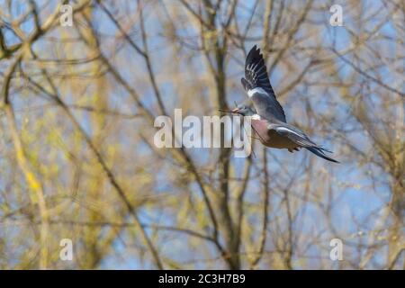 Taube (columba palumbus) im Flug mit Zweig im Schnabel Stockfoto