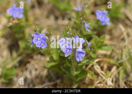 Veronica chamaedrys, der Germander speedwell Stockfoto