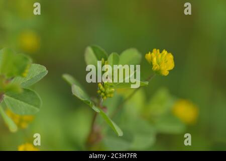 Trifolium dubium Stockfoto