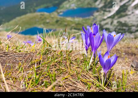 Nahaufnahme Gruppe von blühenden Krokussen Frühlingsblumen Stockfoto