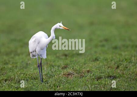 Großreiher jagt Mäuse Stockfoto