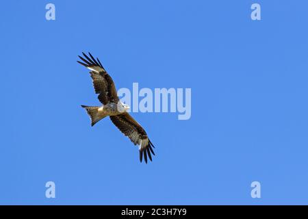 Red Kite im Flug / Milvus milvus Stockfoto