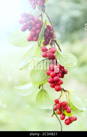 Reife Früchte der roten Schizandra mit grünen Blättern hängen in sonnigen Strahlen im Garten. Rote schisandra wächst Stockfoto