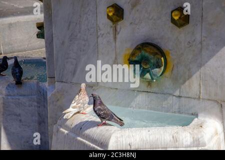 Pidgins Trinkwasser aus einem Brunnen in Knez Mihailova Straße Hauptfußgängerzone in Belgrad, Hauptstadt von Serbien Stockfoto