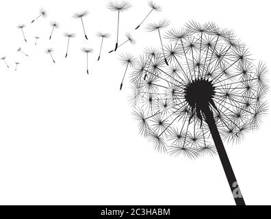 Schwarzer Löwenzahn auf weißem Hintergrund. Vektorgrafik. Stock Vektor