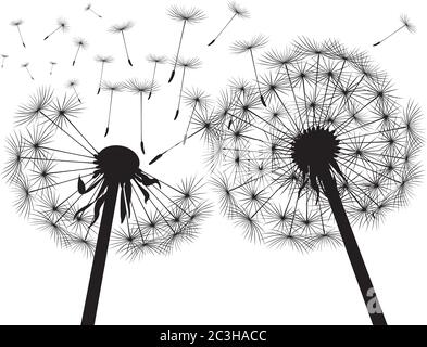 Schwarzer Löwenzahn auf weißem Hintergrund. Vektorgrafik. Stock Vektor