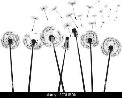 Schwarzer Löwenzahn auf weißem Hintergrund. Vektorgrafik. Stock Vektor