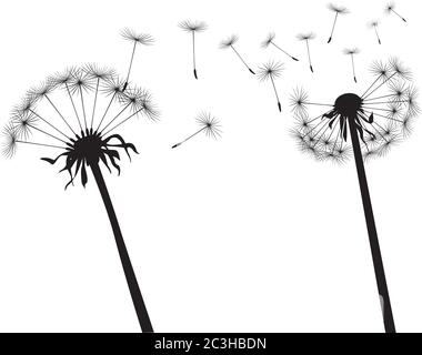 Schwarzer Löwenzahn auf weißem Hintergrund. Vektorgrafik. Stock Vektor