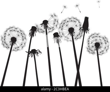 Schwarzer Löwenzahn auf weißem Hintergrund. Vektorgrafik. Stock Vektor