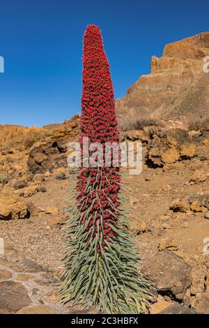 Mount Teide bugloss (Echium wildpretii), blüht mit vulkanischen Felsen Landschaft und blauen Himmel Stockfoto