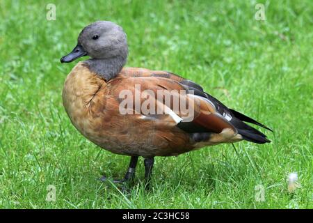 Südafrikanische Schelentente oder Kapschelente (Tadorna cana) - männlich Stockfoto