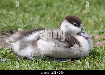 Shelduck Tadorna tadorna - Küken Stockfoto