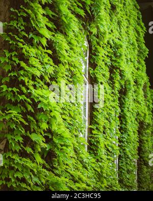 Vertikale Nahaufnahme eines von grünen Pflanzen umgebenen Fensters Stockfoto