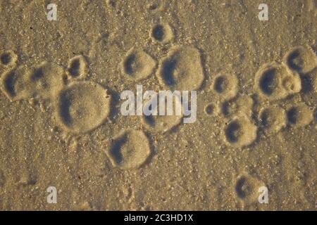 Spuren von Wassertropfen, die auf flachem Sand aufgehen, Sonnenaufgang Hintergrund Meer, Textur Stockfoto