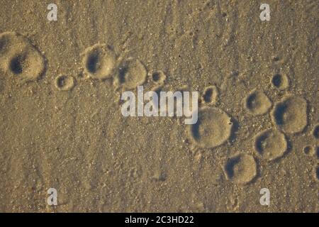 Spuren von Wassertropfen, die auf flachem Sand aufgehen, Sonnenaufgang Hintergrund Meer, Textur Stockfoto