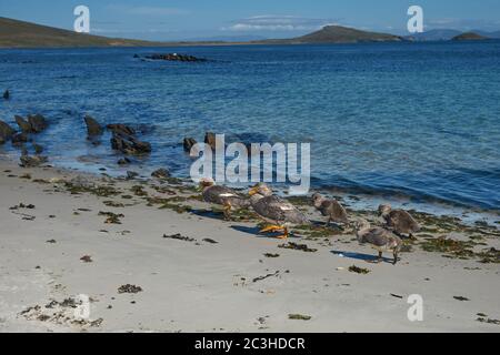 Falkland Steamer Ducks (Tachyeres brachypterus) an der Küste der Insel Carcass auf den Falkland-Inseln. Stockfoto