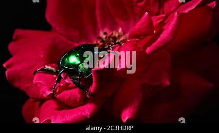 Nahaufnahme des Chafers der Grünen Rose - Cetonia aurata Käfer auf roter Rose. Erstaunliche Käfer ist unter den Blütenblättern. Makroaufnahme. Insekt, Naturkonzept. Stockfoto