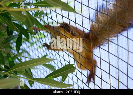 Schönes Eichhörnchen in einem Käfig läuft im Zoo in einer Voliere, Naturschutz Stockfoto