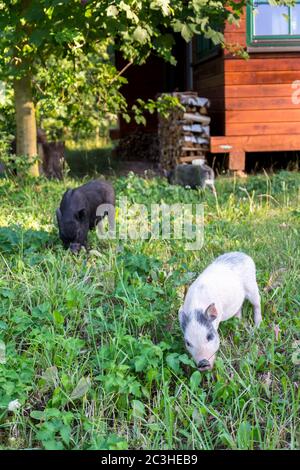 Kleine inländische vietnamesische Baby Mini Schwein läuft auf grünem Gras auf Garten rund um Haus, sonnigen Sommertag Stockfoto