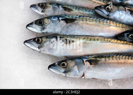 Makrele auf Eis zum Verkauf auf einem französischen Fischmarkt. Stockfoto