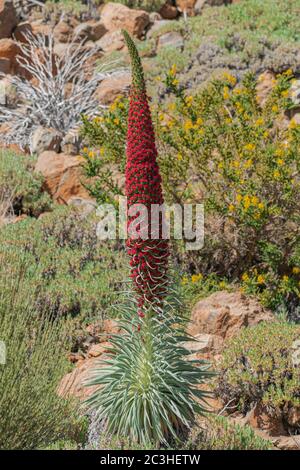 Mount Teide bugloss, (Echium wildpretii), blüht mit endemischen Vegetation Hintergrund, Teneriffa, Kanarische Inseln, Spanien Stockfoto