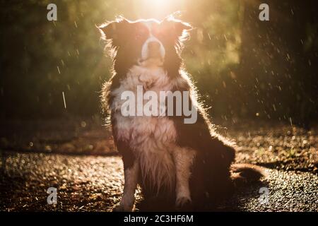 Sitzender Border Collie im Regenwald bei Sonnenuntergang Stockfoto