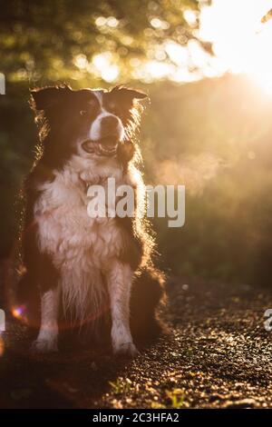 Sonnenuntergang Porträt von erstaunlich gesund und glücklich junge schwarz und Collie mit weißem Rand Stockfoto