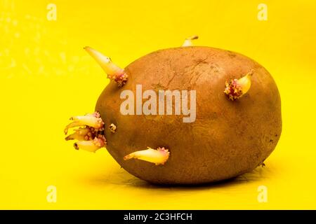 Kartoffelknolle mit Sprossen auf gelbem Hintergrund, Nahaufnahme Studiofoto Stockfoto