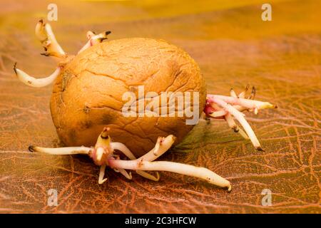 Kartoffelknolle mit Sprossen auf braunem Hintergrund, Nahaufnahme Studiofoto Stockfoto