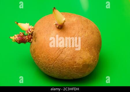 Kartoffelknolle mit Sprossen auf grünem Hintergrund, Nahaufnahme Studiofoto Stockfoto