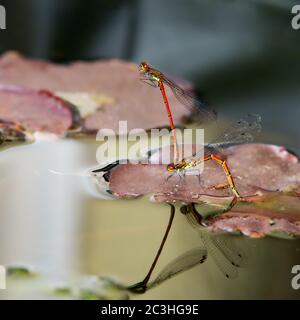 Ein Paar rote Damselfliegen, die sich auf einer Lilienunterlage paaren Stockfoto