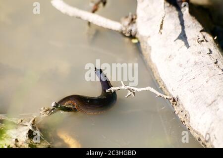 Große schwarze Lauche schwimmt in einem Teich an sonnigen Sommertagen Stockfoto