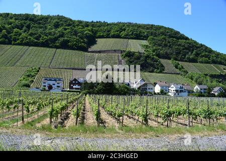 Rech im Ahrtal Stockfoto