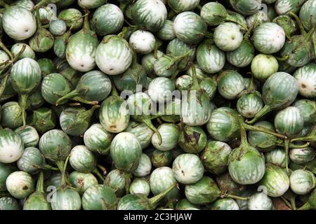 Ein Hintergrund von Thai Auberginen zum Verkauf auf einem Sri Lanka Markt. Thailändische Auberginen werden auch als Kermit oder Lao-Auberginen mit grünen Streifen bekannt Stockfoto