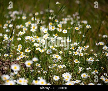 Lichtung der medizinischen Kamille. Weiße Wildblumen - Gänseblümchen. Natürlicher Hintergrund. Sommer Pflanzen im Feld. Wunderschöne Natur. Alternative Medizin Frühling Stockfoto