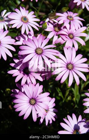 Drüsenartige Cape Ringelblume lila Blüten im Frühling Stockfoto