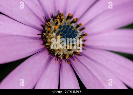 Detail der afrikanischen Gänseblümchen rosa lila Blume blüht im Frühjahr Stockfoto